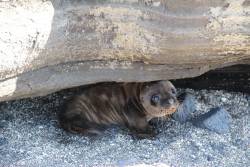 awwww-cute:  This little guy :3 