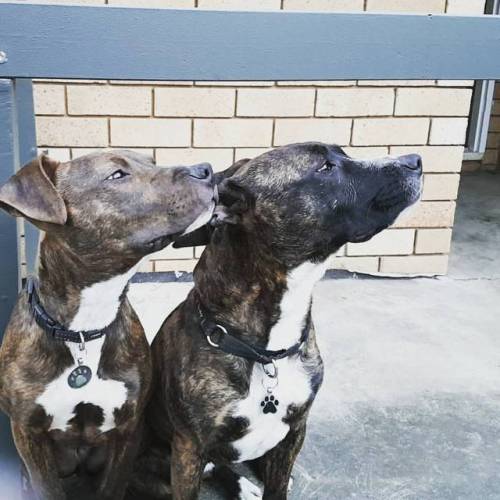 OUR BRINDLE FUR BABIES ❤ // @vandermark87 #Love #Cheeky #Puppies #Puppers #Staffy #Pitbull #Rescuepu