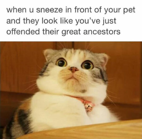 funnyandhilarious:  How Animals Look When You Sneeze » 
