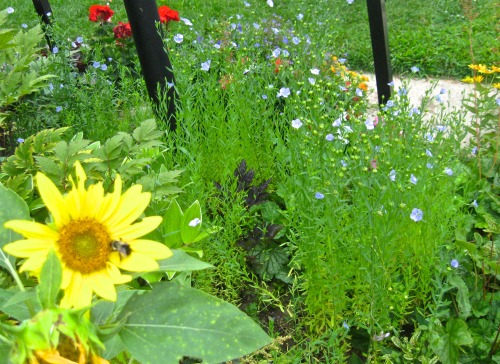 A flax patch in the garden.