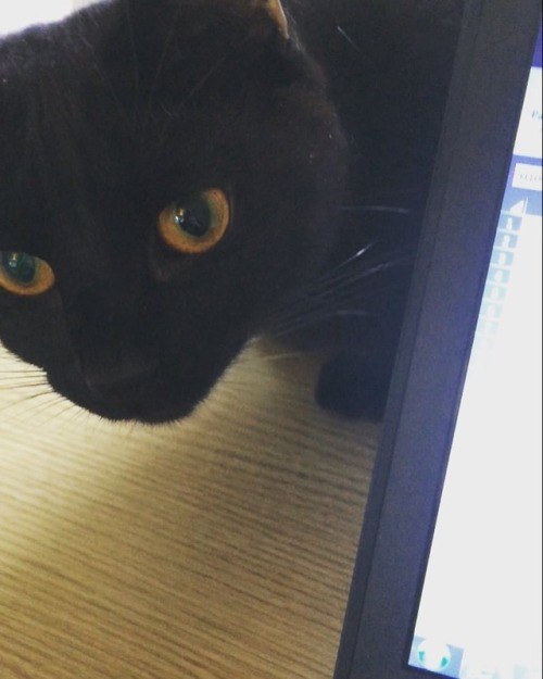 She loves spreadsheets as much as I do #exceptidonttrytoeatthelaptop #Freyja