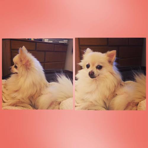 XXX #Queeny #Pomeranian #spoiled #mylittlegirl photo