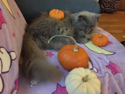 Happy Halloween from my cat!