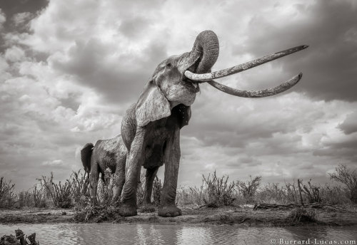 blondebrainpower:  For more than 60 years, an elephant dubbed F_MU1, roamed the plains in a quiet corner of Tsavo East National Park in Kenya. With tusks long enough to touch the ground, she was one of Africa’s few remaining “super tuskers”. Shortly