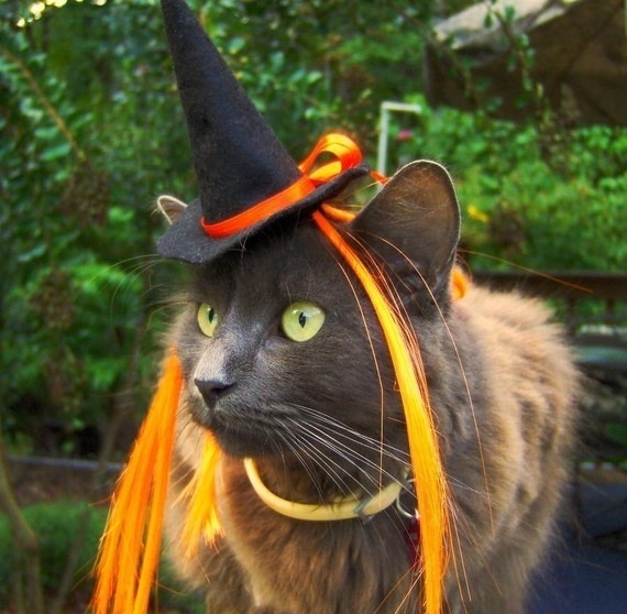 catcosplayuniverse:  Witch Cats! HAPPY HALLOWEEN! 