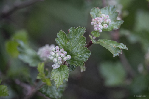 Wild currant in bud&copy; riverwindphotography, June, 2019