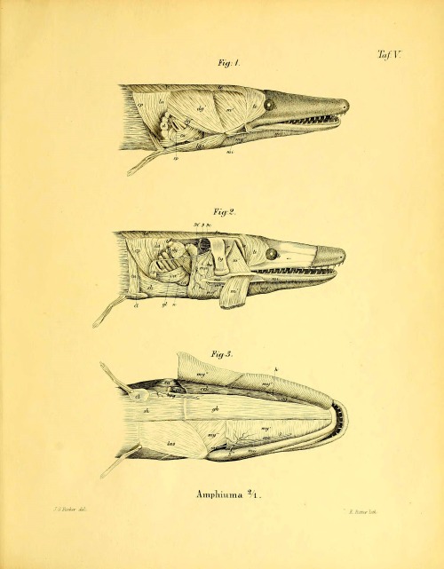 wapiti3:    Anatomical memoirs about the perennibranchiaten and derotremen    explanations of plates here   By Fischer, J. G. (Johann Gustav), 1819-1889   Publication info Hamburg: O. Meissner, 1864th   BHL Collections: Ernst Mayr Library of the MCZ,