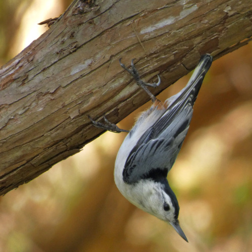 occasionallybirds:  My favorite bird photos of 2022, for @luxlit‘s Year-end Top 5 Photo Extravaganza, showcasing some of the photography talent here on tumblr, and running for 24 hours on New Year’s Day.  Well worth a look.Palm WarblerGray CatbirdCooper’s