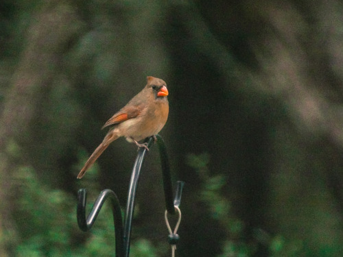 Northern Cardinal (female)Cardinalis cardinalisSan Antonio, Texas, United States, 2015