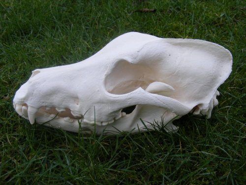 morbidesque:Doberman Skull