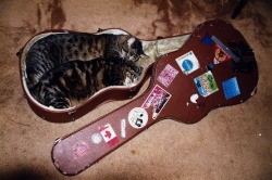 the-absolute-funniest-posts:  silencial: My old cats, Tom and Little, always slept together in a guitar case. They both lived for seventeen years and my family is still convinced that they were in love. Little was perfectly healthy when Tom died, but