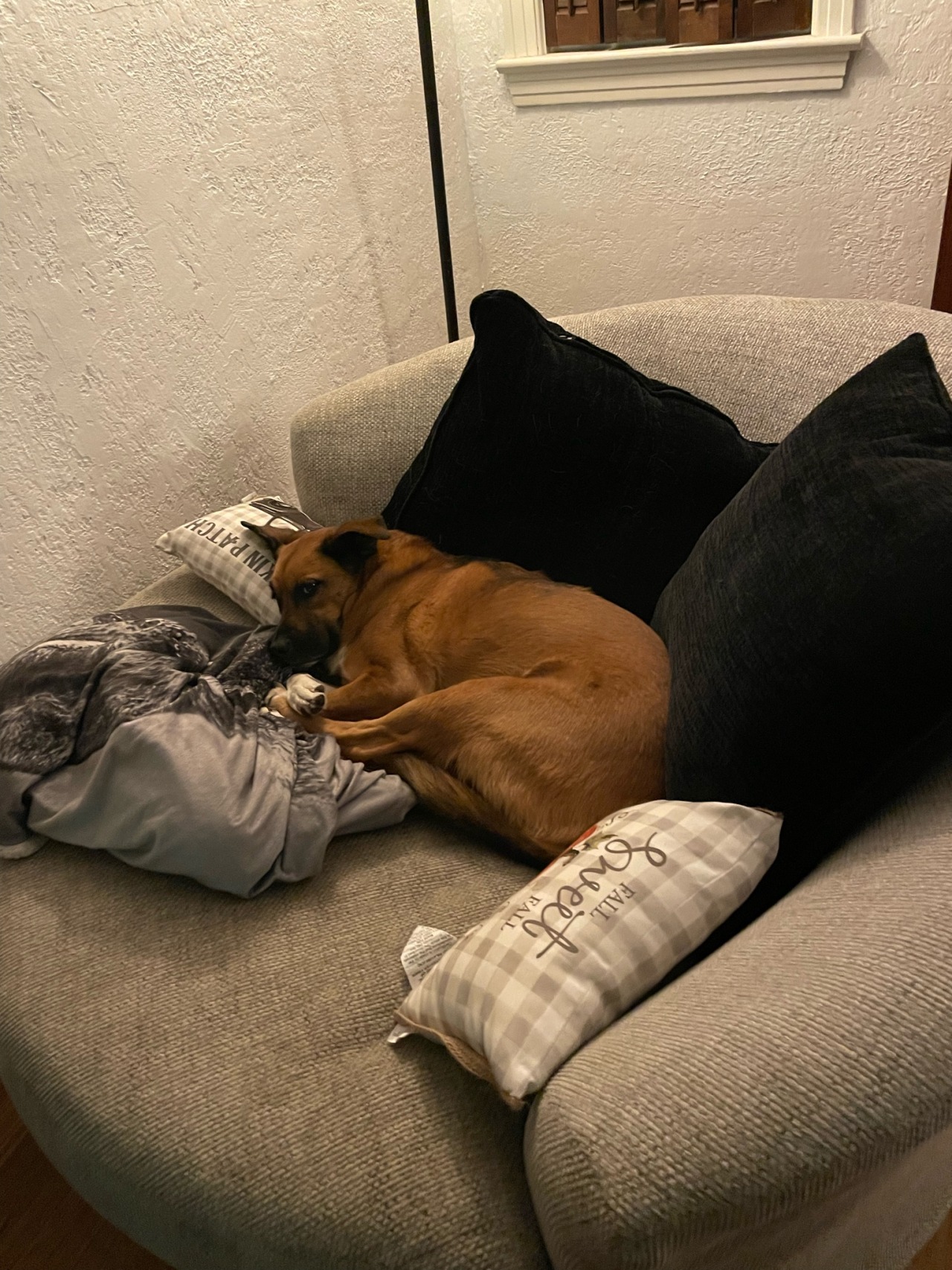 Such spoiled pups 🥰❤️😘