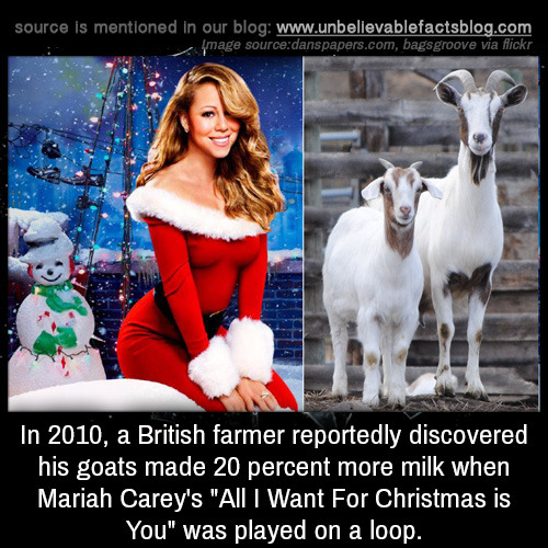 unbelievable-facts:  In 2010, a British farmer reportedly discovered his goats made 20 percent more milk when Mariah Carey’s “All I Want For Christmas is You” was played on a loop.