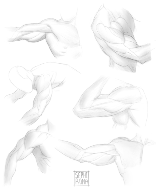  Hope everyone had a pleasant holiday/black friday! Back to posting studies. Review of the arm muscl