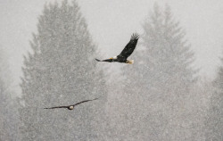 glowworm6:  Bald Eagles in the Snow on the Nooksack River.  The snow made it difficult to get really sharp photographs but it set the mood.  I hope you enjoy these photo’s, because I about froze my,%^&amp;$%# off taking them. Taken 27-Dec 2015  