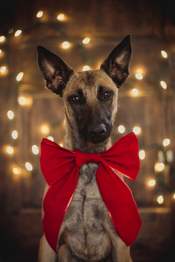 6woofs:  tempurafriedhappiness:  Some holiday cheer from Evey. I know it’s early.