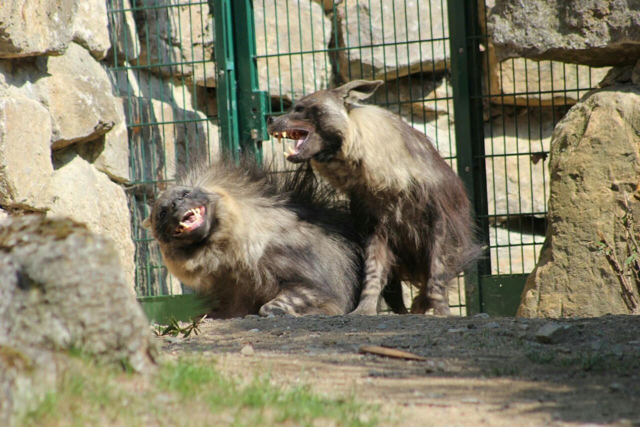 gnoll-train:  Brown Hyenas - Opel Zoo 