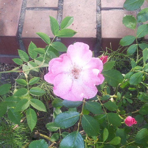 Some #pink #flower In #Technologiepark #Dortmund 10.6.15 #latergram (en Technologiepark Dortmund)