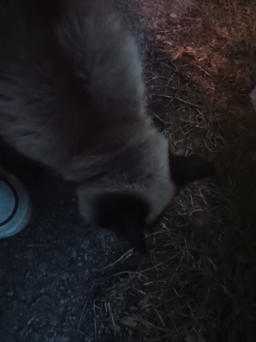 This Thing Sounded Posessed And Tried To Fight Four Other Cats Within Two Minutes Of Stepping Off Of