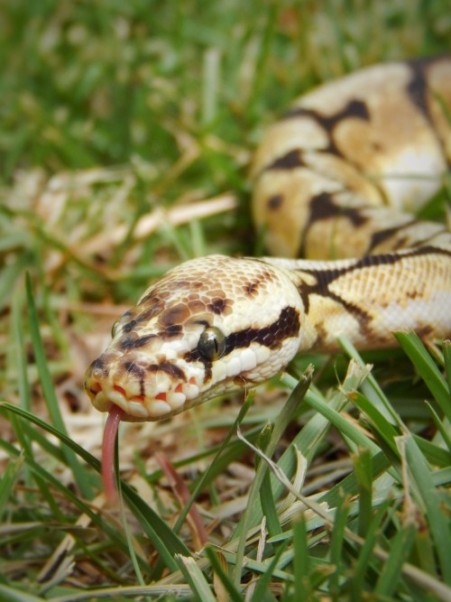 toocutesnoots:Apis. He’s such a cute bleep. <3