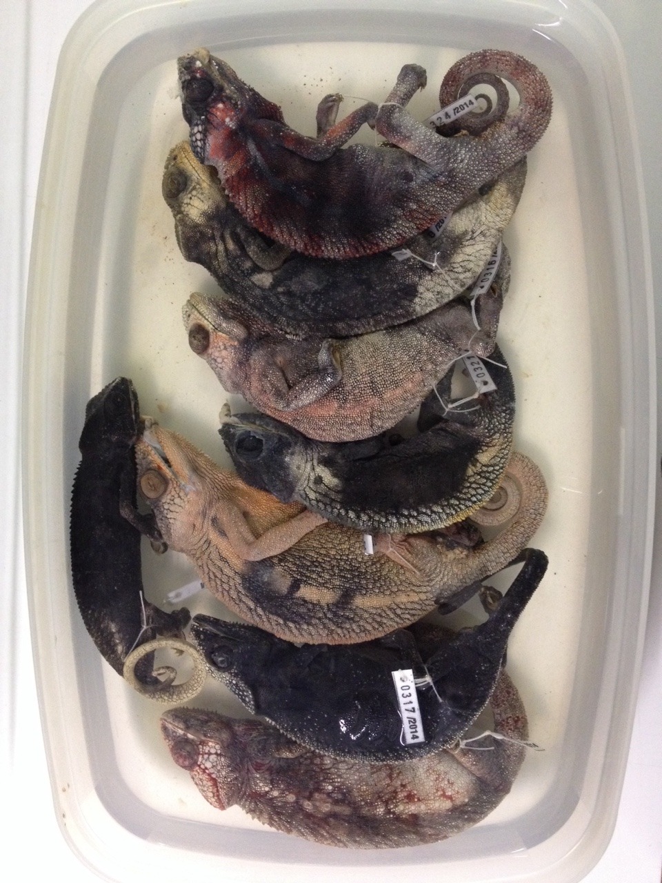 The Travelling Taxonomist — Preserving Animals for Museum Collections:  Wet...