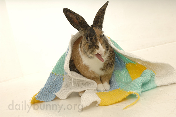 dailybunny:  Bunny Does His Gene Simmons Impression Thanks, Emily and bunny Oswin!