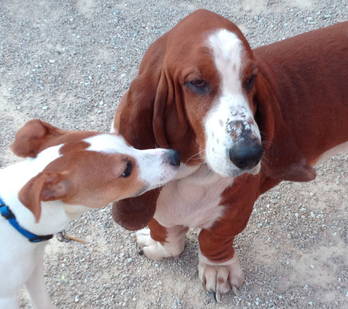 “Please don’t kiss me,” said Pickles the Basset Hound.