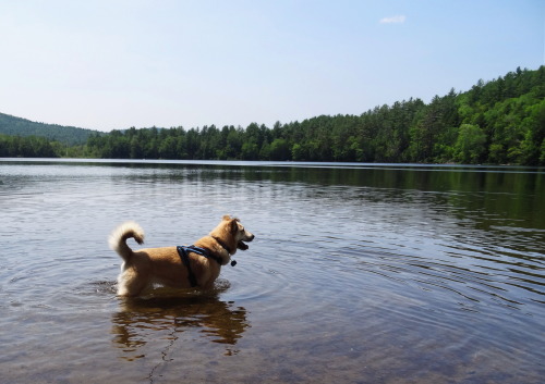 Sex dingoluna:  For handsomedogs Thirsty Thursday! pictures