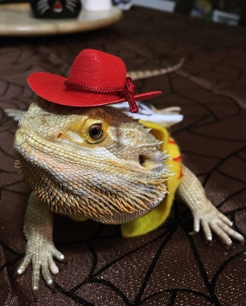 bazesleftboob:There’s a snake in my boot!