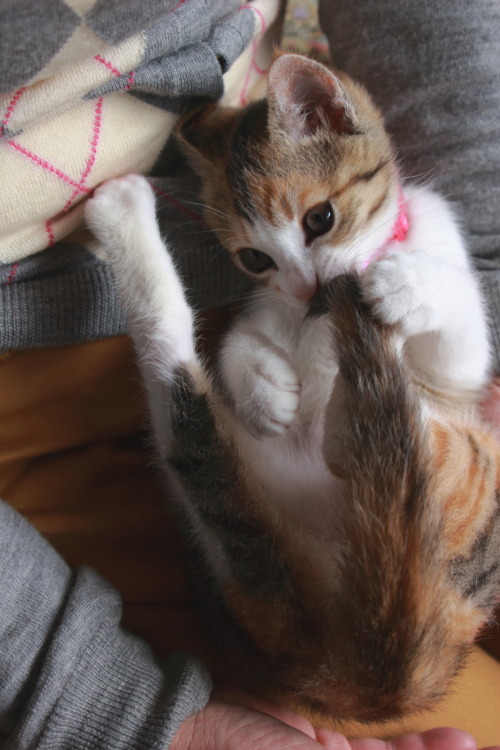 unknownicecream:尻尾はむはむ