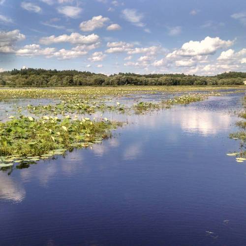 Little bit of paradise in #ma #mass #nannylife those are lily pads:P