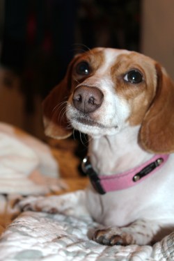 lolalongbody:  seecricket:  Lola Longbody, my dachshund.  Follow her HERE!!  Aww. I’m famous. Kinda.  