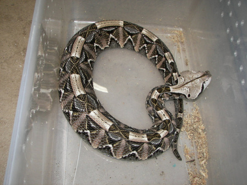 exotic-venom:(Bitis gabonica) Gaboon viperLongest fangs of any snake species in the world, often