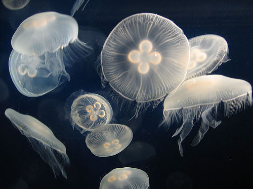 musikfortsetzen:  Aurelia aurita (also called the moon jelly, moon jellyfish, common