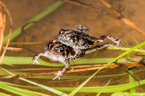 toadschooled:Oak toads [Anaxyrus quercicus] calling in a temporary pond in South Carolina. These toa