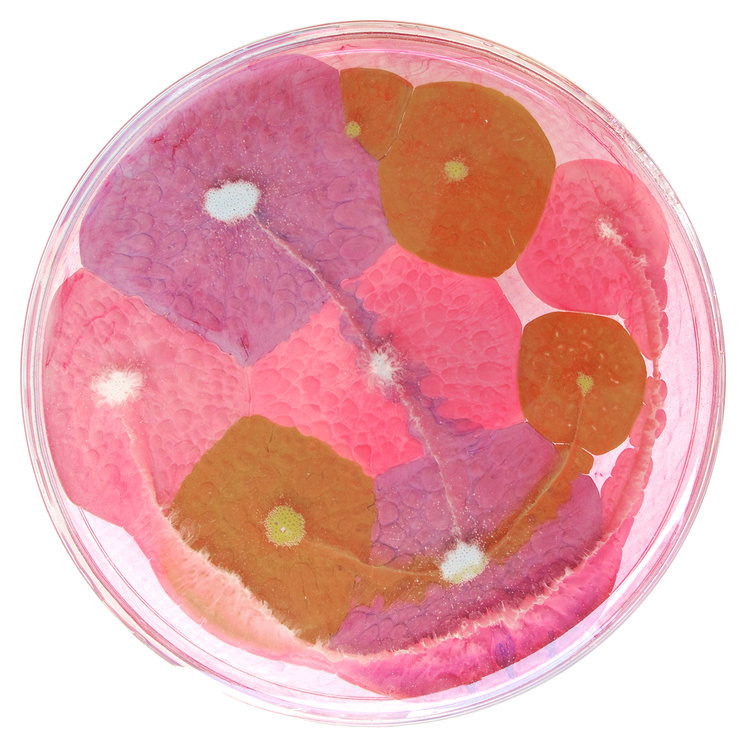 mothermishy:Petri dish art by Klari Reis. 