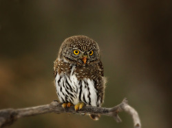 owlsday:  Northern Pygmy Owl by Pamfromcalgary