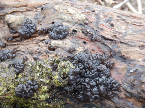 treemigration:  one of many species of Black Witches’ Butter Exidia nigricans or formerly 