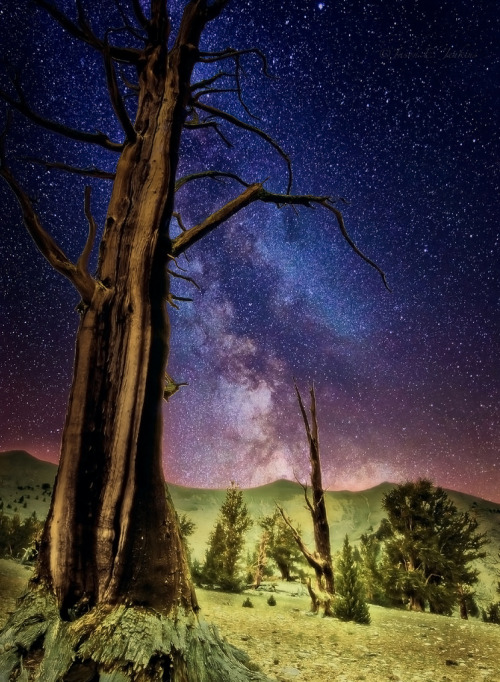 magicalnaturetour:Ancients Of Inyo (by j-dub1980(THANK YOU FOR 100k+ Views))