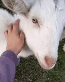 Goat And Sheep Stimboard For Anon :)
