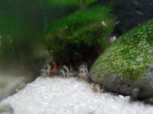 landowaterandaquaria:NoodlepileThey truly believe that they are masters at hiding and absconding.And