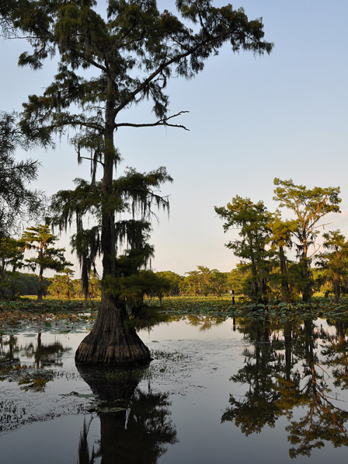 about-usa:Caddo Lake - Texas - USA (by Drriss &amp; Marrionn) 