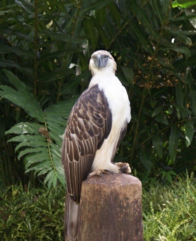 cool-critters:  Philippine eagle (Pithecophaga jefferyi) The Philippine eagle, also known as the monkey-eating eagle, is an eagle of the family Accipitridae endemic to forests in the Philippines. It measures 86 to 102 cm (2.82 to 3.35 ft) in length