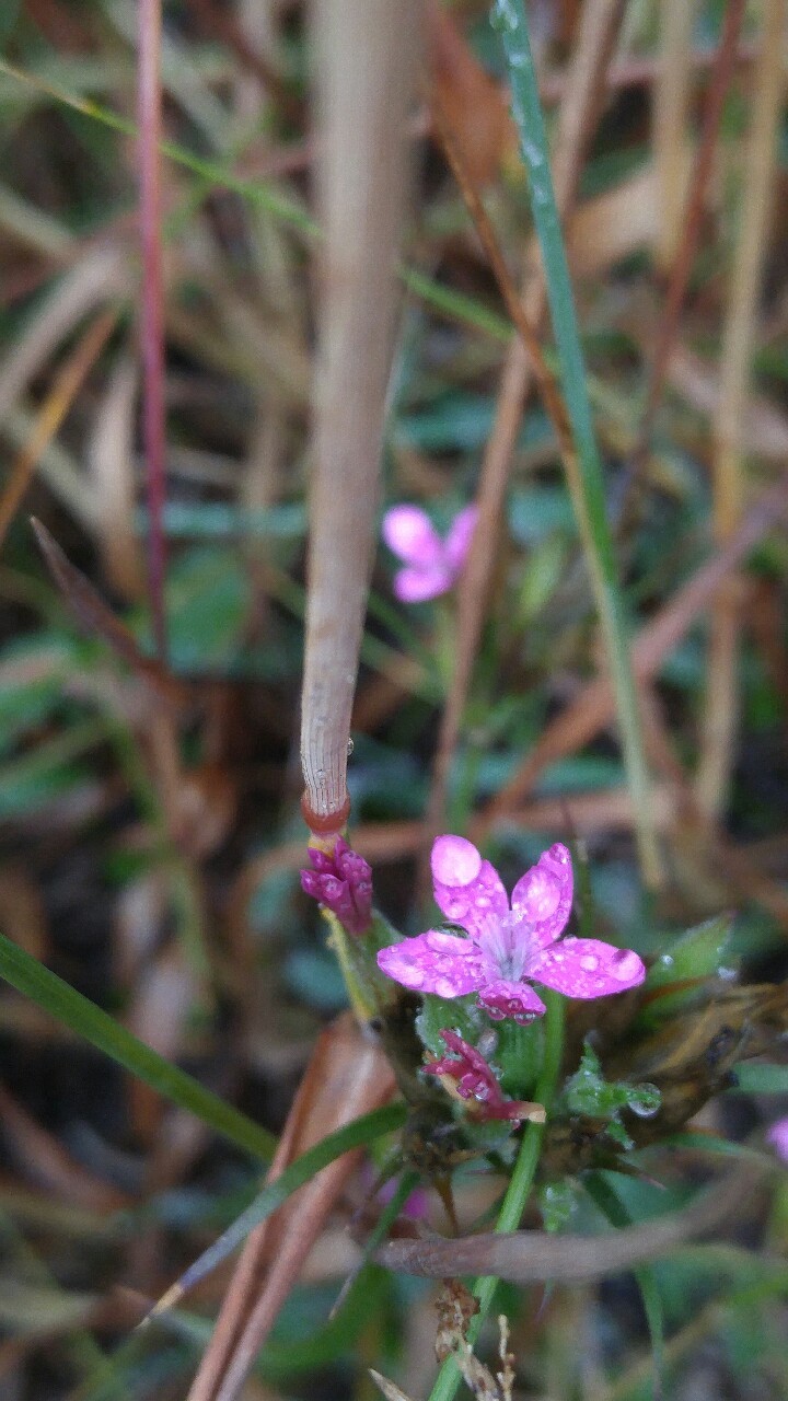 dailyplantfacts:  Dianthus armaria is in the family Caryophyllaceae. Commonly known