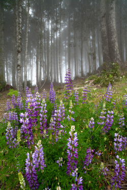 expressions-of-nature:  Lupines in the Fog