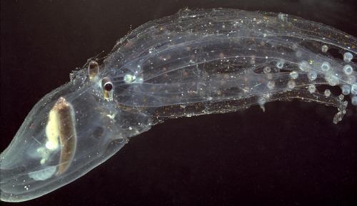 scienceyoucanlove: Glass octopus This unbelievable octopus is so ghostly and unusual that 