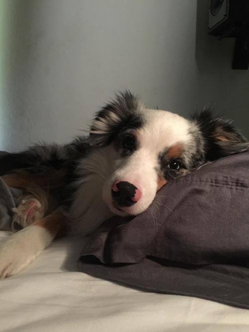 awwww-cute:  When I snooze my alarm too much he just lays there, judging me. (Source: http://ift.tt/250HOIb)