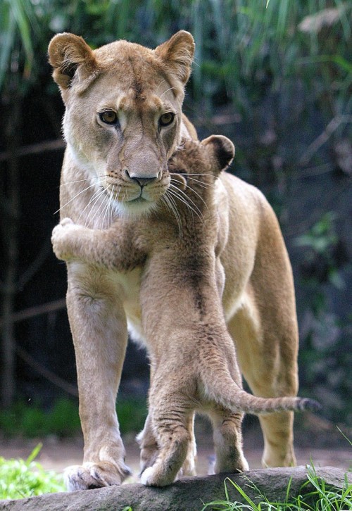 forevernasty:cuteness-daily:Animals with their babiesthis literally warms my fuckin =g heart
