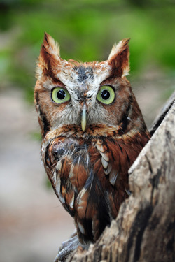 captvinvanity:    Screech Owl   | Photographer | CV
