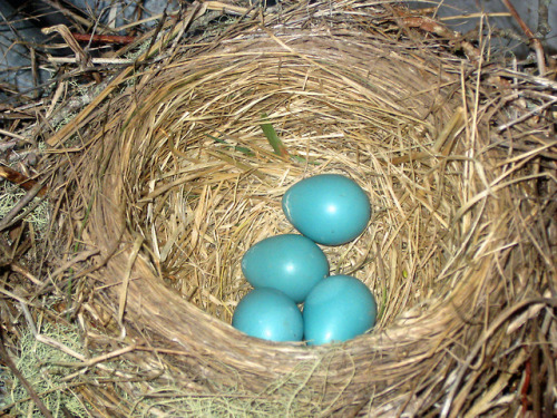 nests